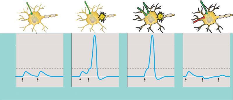 Membrane potential (mv) Summation of postsynaptic potentials Terminal branch of presynaptic neuron Postsynaptic neuron E 1 E 1 E 1 E 2 E 1 Axon hillock I 0 Threshold of axon of postsynaptic neuron