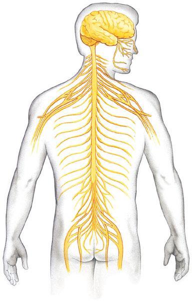 The vertebrate nervous system Central nervous system (CNS) Brain Spinal cord