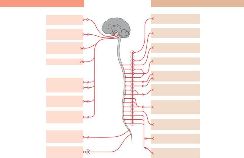 The parasympathetic and sympathetic divisions of the autonomic nervous system Location of preganglionic neurons: brainstem and sacral segments of spinal cord Neurotransmitter released by