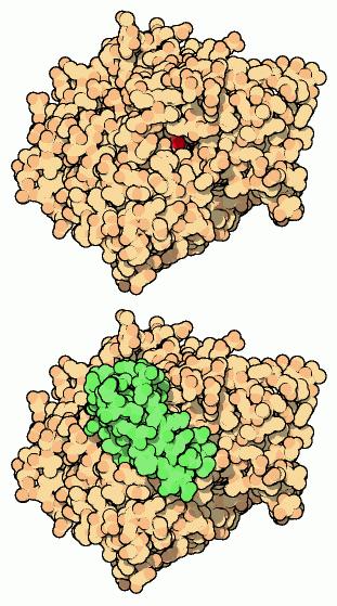 Acetylcholinesterase Enzyme which breaks down acetylcholine neurotransmitter acetylcholinesterase inhibitors = neurotoxins snake