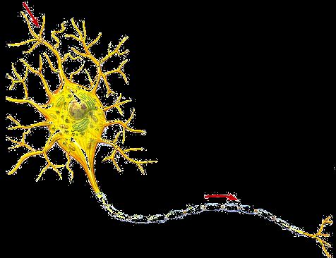 Transmission of a nerve signal Neuron has similar system