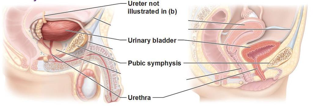 Origin of UTI micro-organisms Ascend urethra