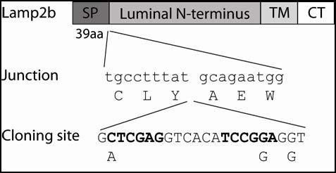 2 a b Supplementary Figure 2. Schematic representation of Lamp2b cloning and exosome pulldown assay.