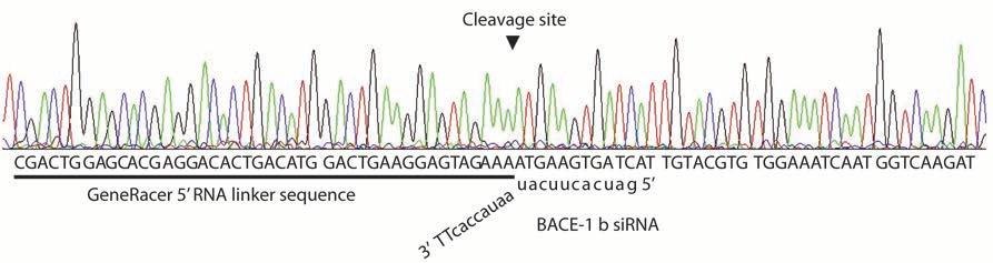 9 Supplementary Figure 8. 5 Rapid Amplification of cdna ends performed on BACE-1 cleavage product.
