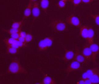 Two transfection experiments were