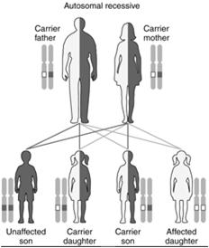 Genetics of Cystic Fibrosis CF occurs when a person has two CFTR mutations, one from each parent A child born to two carriers of CF has 25% chance of having CF 50% chance of being a carrier 25%