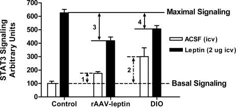 Fig. 1. Schematic describing leptin-mediated hypothalamic STAT3 signaling following raav-leptin gene delivery and high-fat feeding (DIO) with and without the acute central administration of leptin.