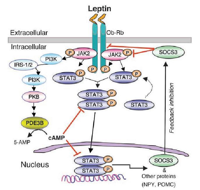 Leptin intracellular