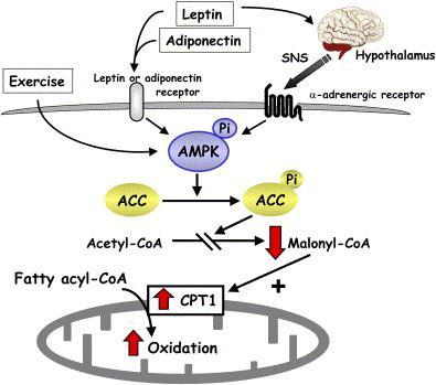 Stimulatory effect of AMP Kinase on fatty-acid oxidation in muscle Exercise and adipokines (leptin and adiponectin) activate AMP Kinase, which phosphorylates and inhibits acetyl CoA carboxylase (ACC).