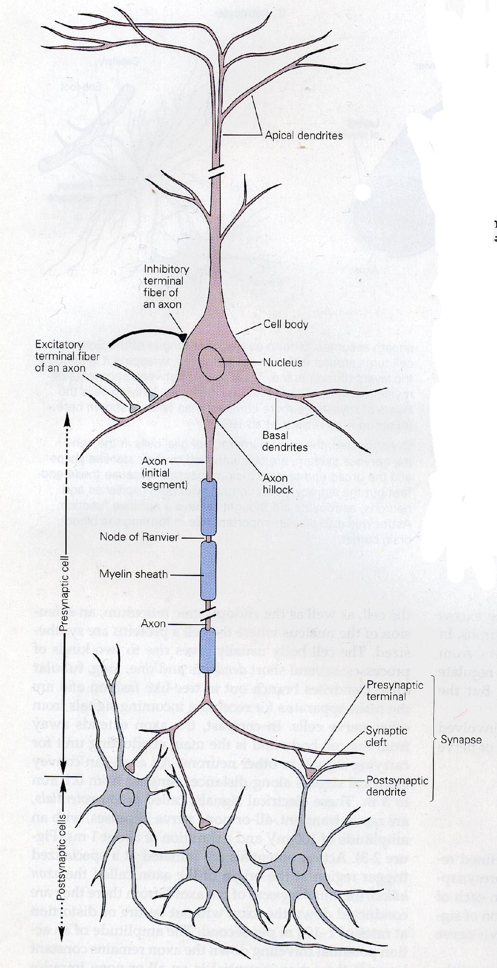 Cellular Architecture of a Neuron Dendrites: neuronal process that receives information output from other neurons upstream in the circuit. Soma: cell body of the neuron.