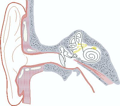 2 Physiology Processing chain from air to brain: Middle ear Auditory nerve Outer ear Inner ear (cochlea) Midbrain Cortex Study via: - anatomy - nerve recordings Signals flow in both directions E682