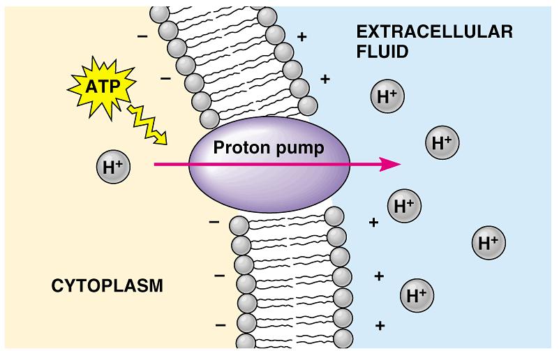 In plants, bacteria, and fungi, a proton pump is the major electrogenic pump, actively transporting H + out of the cell.