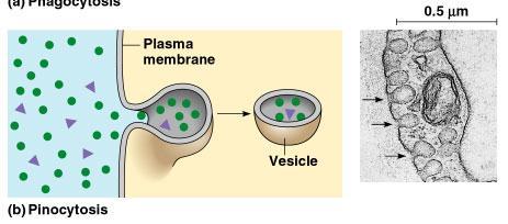 In pinocytosis, cellular drinking, a cell creates a vesicle around a