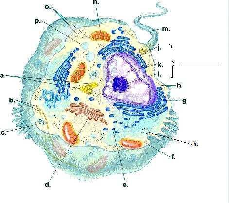 and animal cells Plant Cell Animal