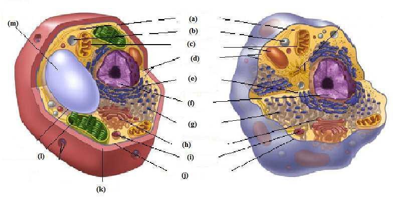 Compare plant and animal cells. Compare a plant and an animal cell by identifying the common parts and the unique parts to the plant cell.