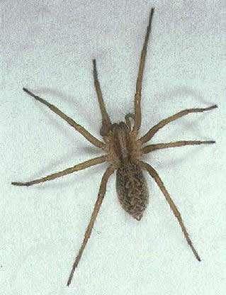 Spiders Hobo Serious spider