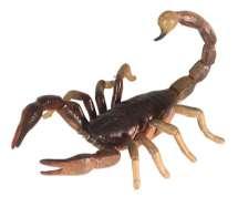 Scorpion Sting First Aid Stay calm and rest Keep area cool If any