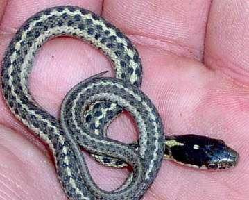 Snakes reduce insect and rodent