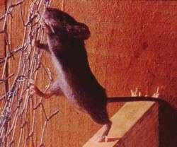 Rodents- Mice Hanta