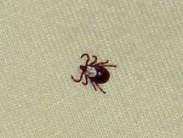 Ticks Check body after working in wooded area If you find a tick on your body, remove it with a pair of tweezers.