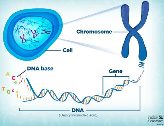 DNA is packaged into structures called chromosomes.