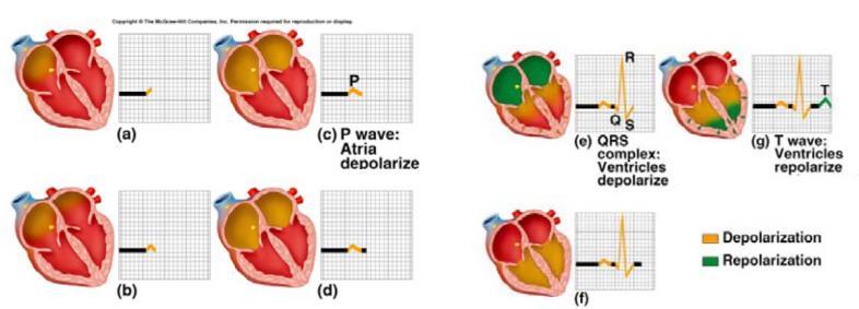 Research Article Impact Factor:.75 ISSN: 319-57X Sharma P,, 14; Volume (11): 34-55 series of electrical discharges from specific localized nodes within the myocardium (cardiac muscle).