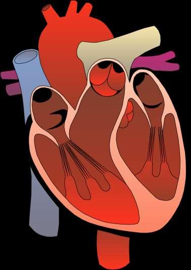 Heart has 4 internal chambers (atria, ventricles) *Structural Differences in heart