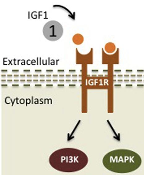 IGF1-R - Tyrosine kinase receptor - Phosphoinositide 3 - PKB - Target protein: mtor, GSK3β, FOXO In the nervous system, survival, migration, neuronal