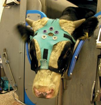 72 CHAPTER 4 A B FIGURE 1A,B Electroencephalogram (EEG) electrode placement on a veal calf.