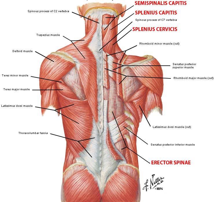 Serratus Posterior Superior OR: nuchal ligament, spinous processes C7-T3 INS: 2-5