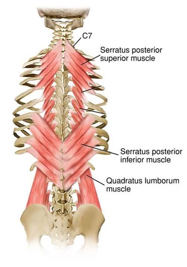 Serratus Posterior Inferior Links thoracic and lumbar regions (from a muscular standpoint) Origin: T11-L2, supraspinal ligament Insertion: ribs