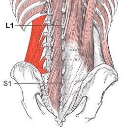 Quadratus Lumborum Origin: iliolumbar ligament and internal iliac crest Insertion: lower border of last rib, via tendons