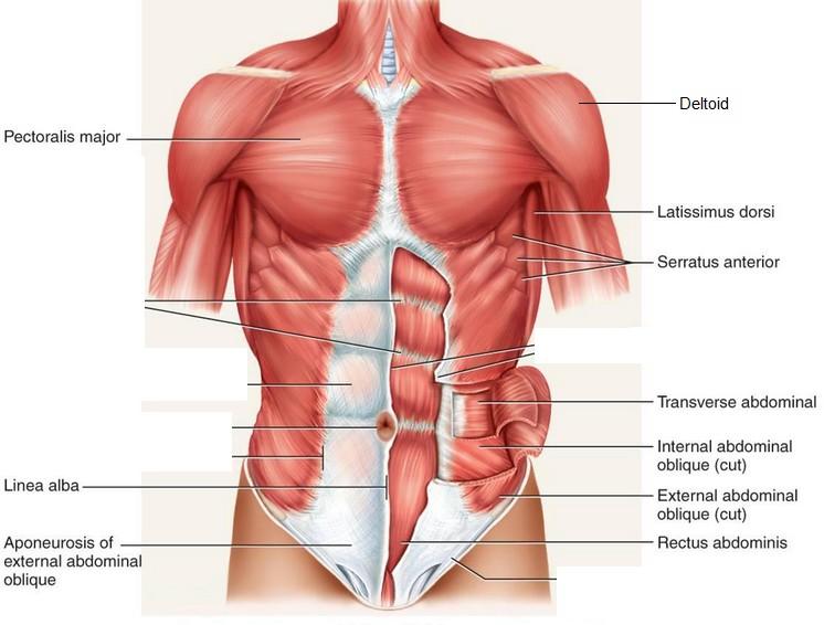 Origin Clavicle Pectoralis Minor Prime mover of arm flexion, rotates arm Draws forward Serratus Anterior Rotate Lateral aspects of ribs Deltoid Acromion External Intercostals Prime mover of arm