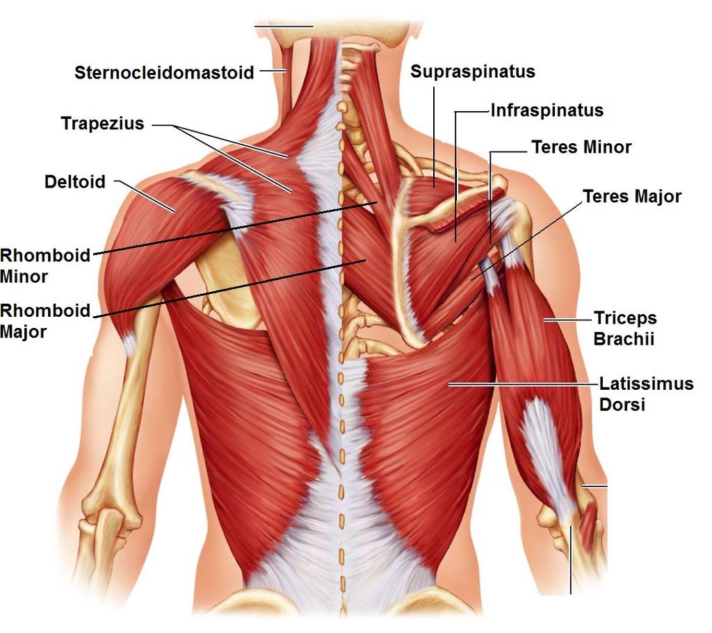 Trapezius Latissimus Dorsi Rhomboids Minor Rhomboids Major Infraspinatus Supraspinatus Teres Minor Teres Major Human Trunk- the Back Origin Rotates Thoracic vertebrae Prime mover of arm Lumbar