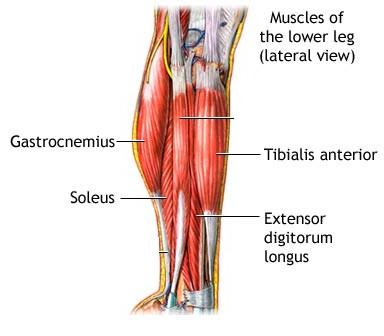 Almost all muscles cross at least one joint (moveable connection between two bones) and cause an action across that joint. The type of movement that results depends upon the nature of the joint.