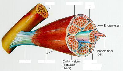 F. Structure of Skeletal Muscle 1. How a muscle is organized: a.