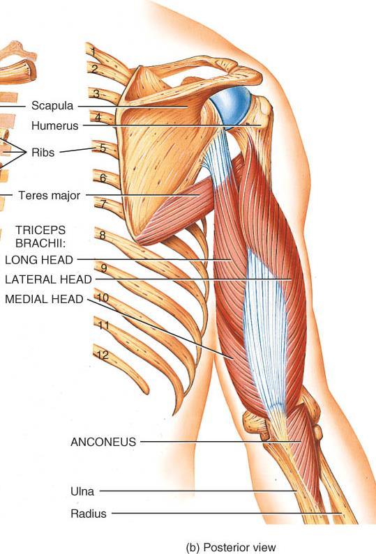 EXTENSORS OF THE FOREARM (ELBOW) o Cross posterior surface of