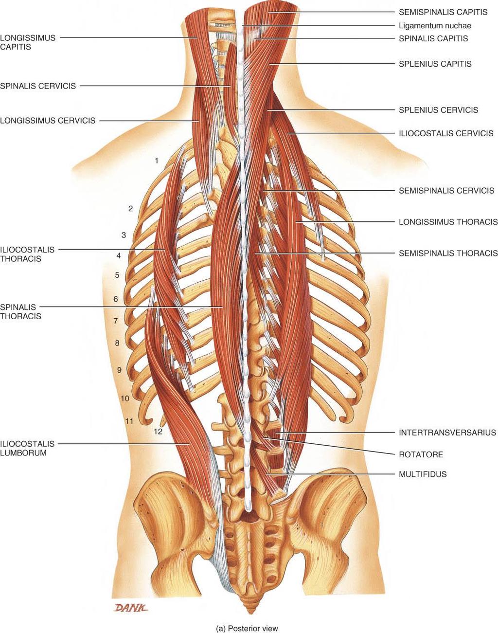 Non-examinable MUSCLES THAT MOVE THE VERTEBRAE o o o Quite complex due to overlap Erector spinae fibers run longitudinally 3 groupings spinalis iliocostalis longissimus extend