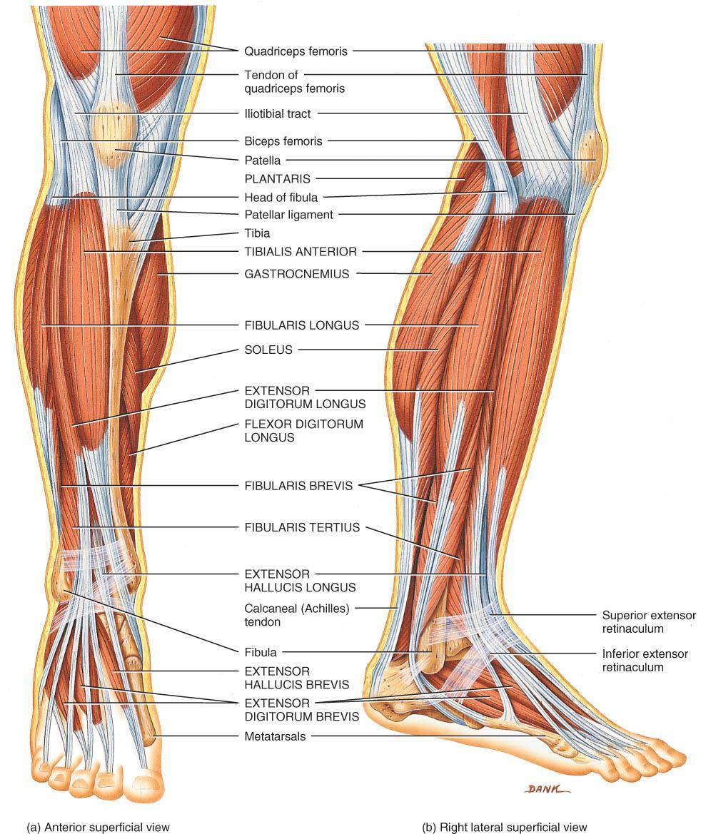 Non-examinable MUSCLES OF THE LEG AND FOOT o o o Anterior compartment of leg extensors of ankle & toes tibialis anterior extensor digitorum longus extensor hallucis longus tendons pass under