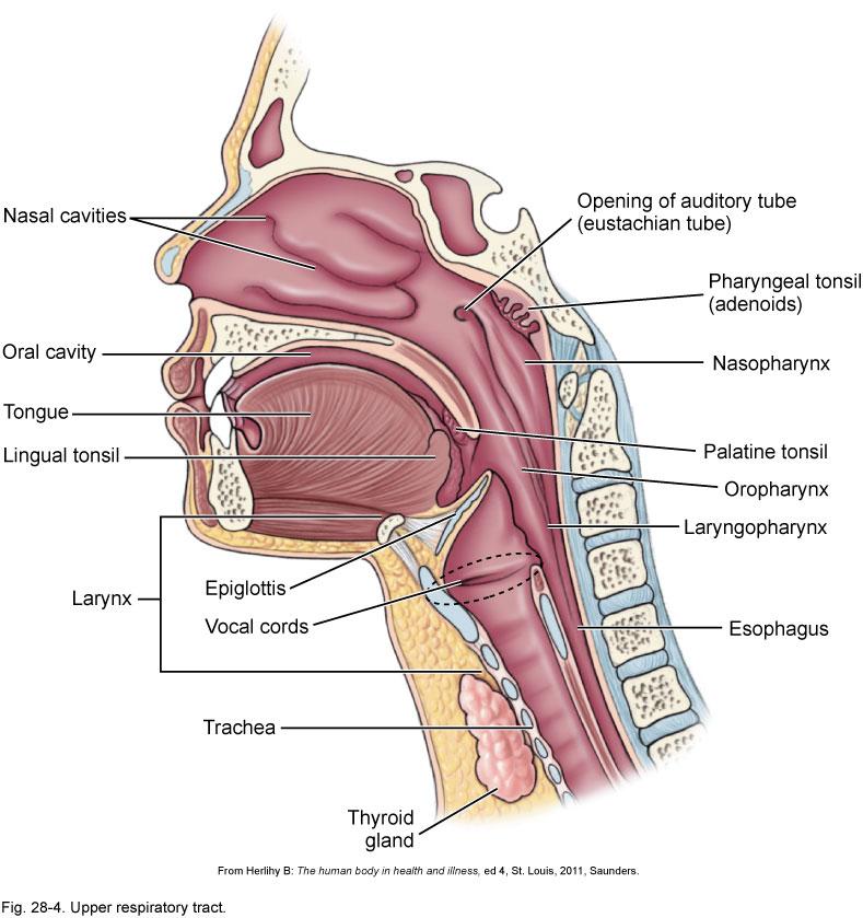 Upper Respiratory Tract Epiglottis Cartilage in the larynx that closes the trachea
