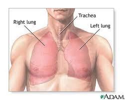 Lower Respiratory Tract Lungs Primary organs of respiration; extends from the