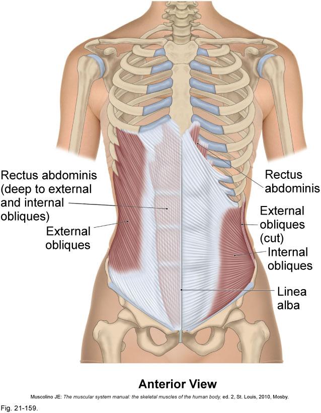 contraction of accessory muscles of