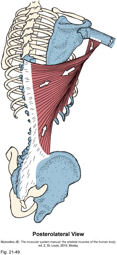 Latissimus dorsi Origin: Spinous processes of last 6 thoracic vertebrae Last 3-4 ribs Thoracolumbar aponeurosis Iliac crest