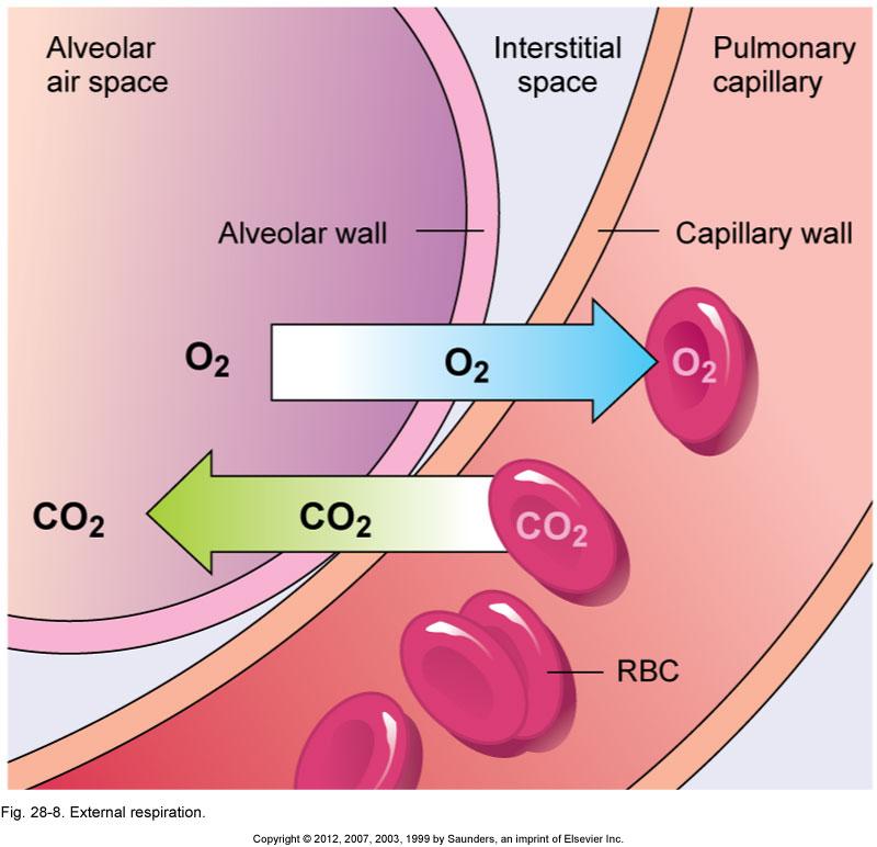 External and Internal Respiration External respiration (AKA: pulmonary respiration) Gas