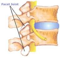NOTE: Inter vertebral disks are secondary cartilaginous ( so we can bend and move easily ).