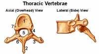 3) Spines ligaments: ( 2 kinds) A) Inter spinous ligaments : between spines of two adjoined vertebrae.