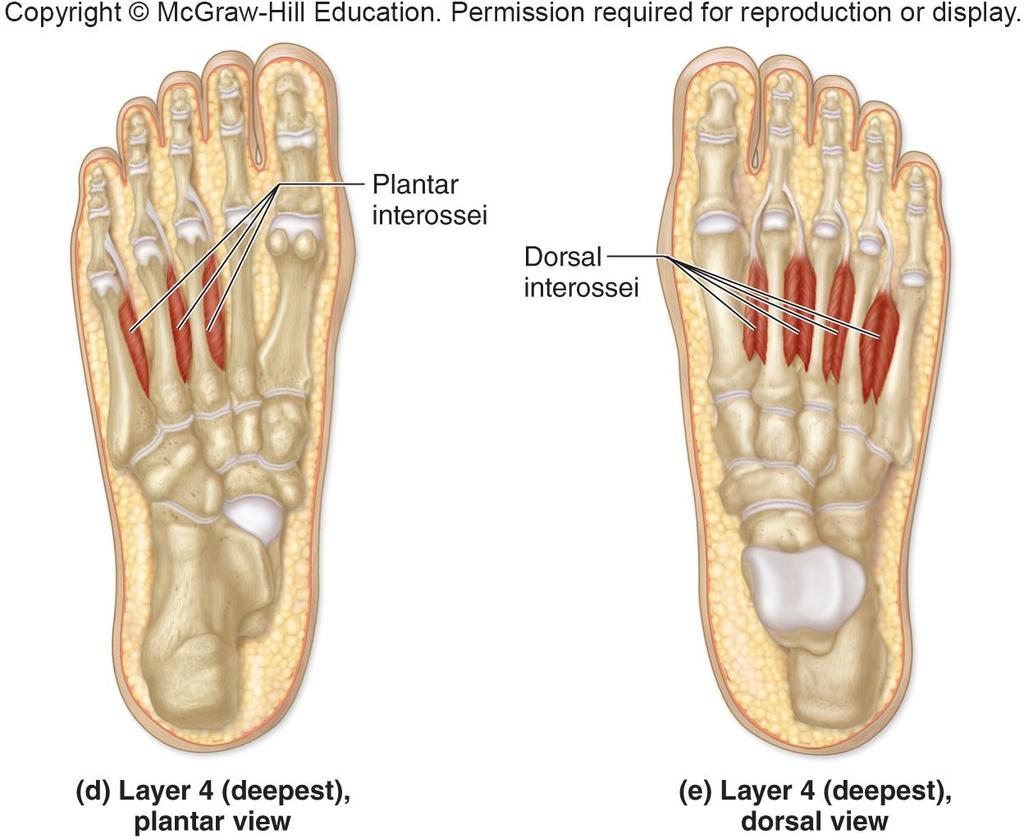 Plantar Intrinsic Muscles of