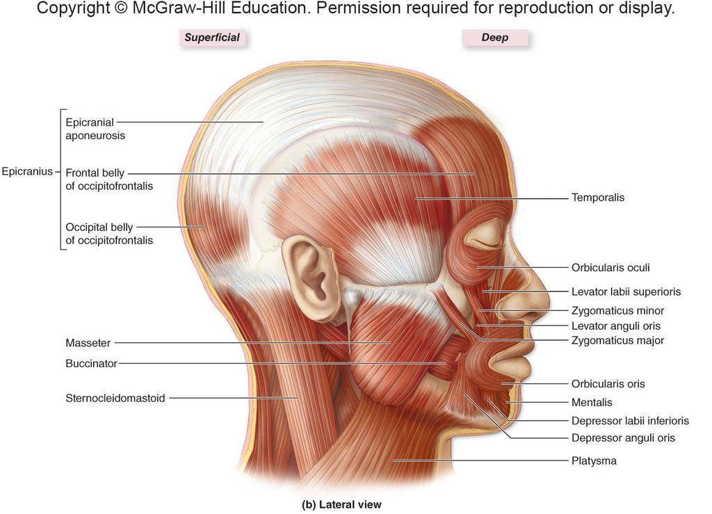 Muscles of Facial