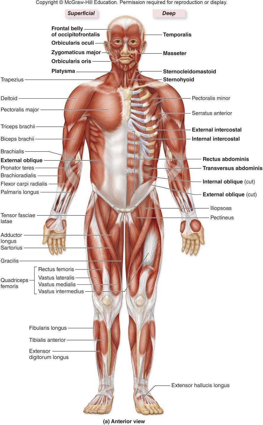 Body Musculature: