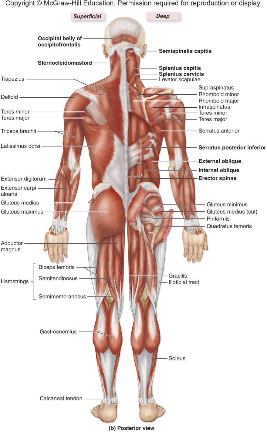 Body Musculature: